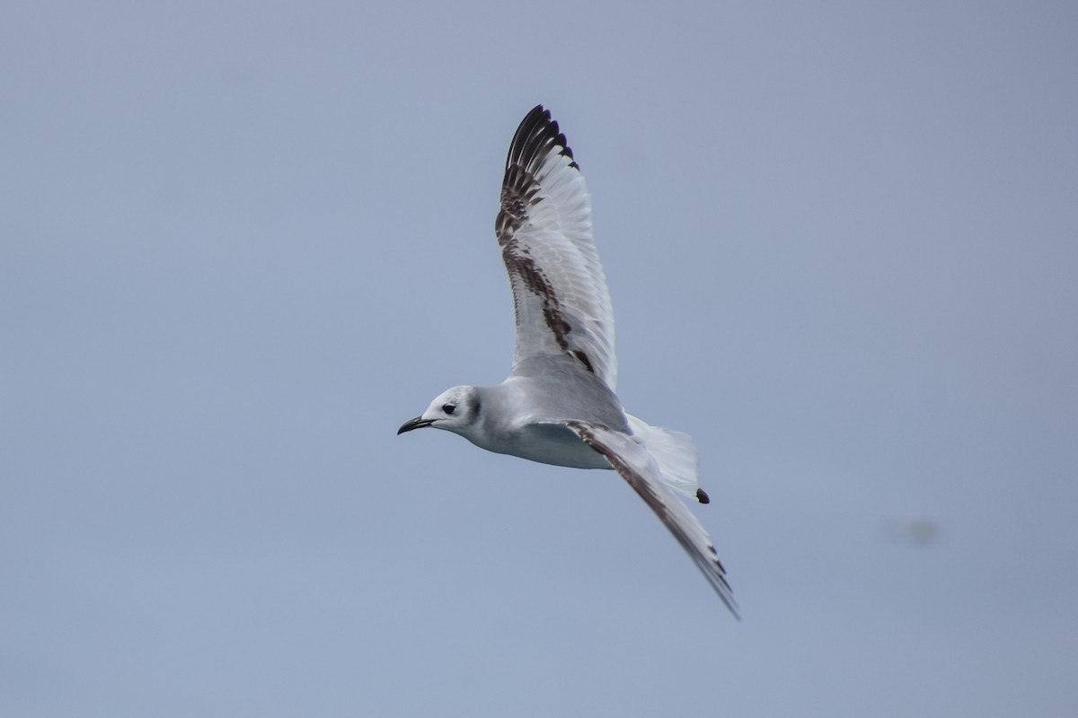 Mouette tridactyle - ML317746471