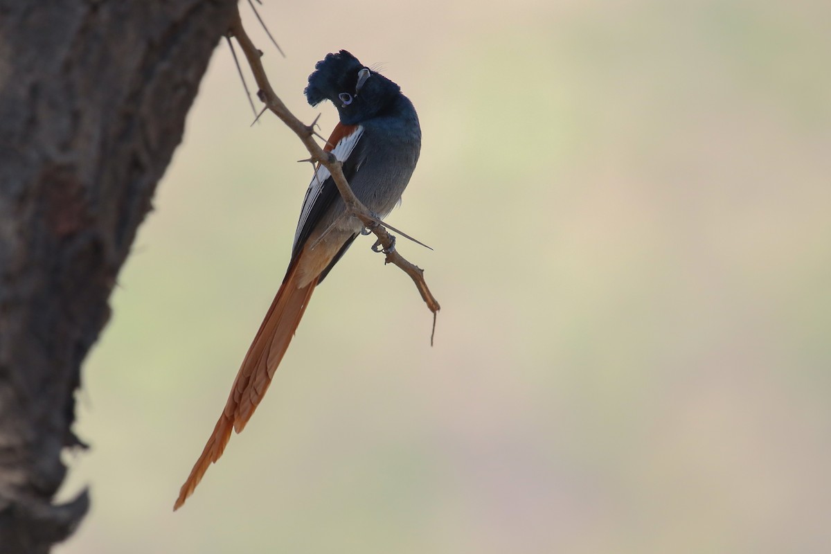 African Paradise-Flycatcher - ML317747221