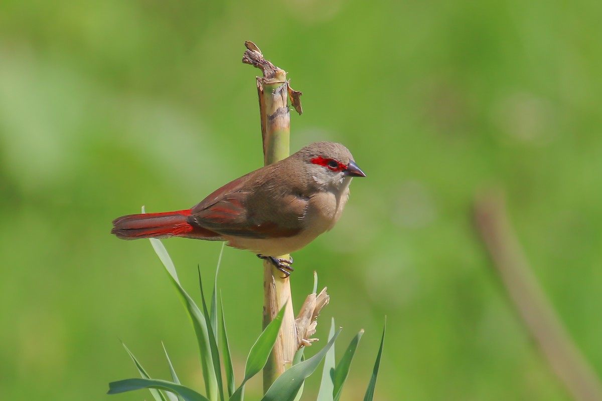 Crimson-rumped Waxbill - ML317747531