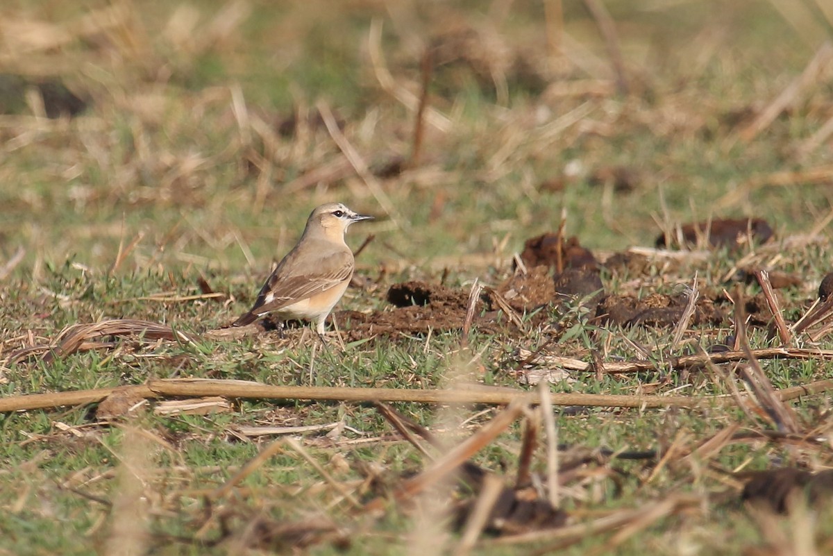 Isabelline Wheatear - ML317747591