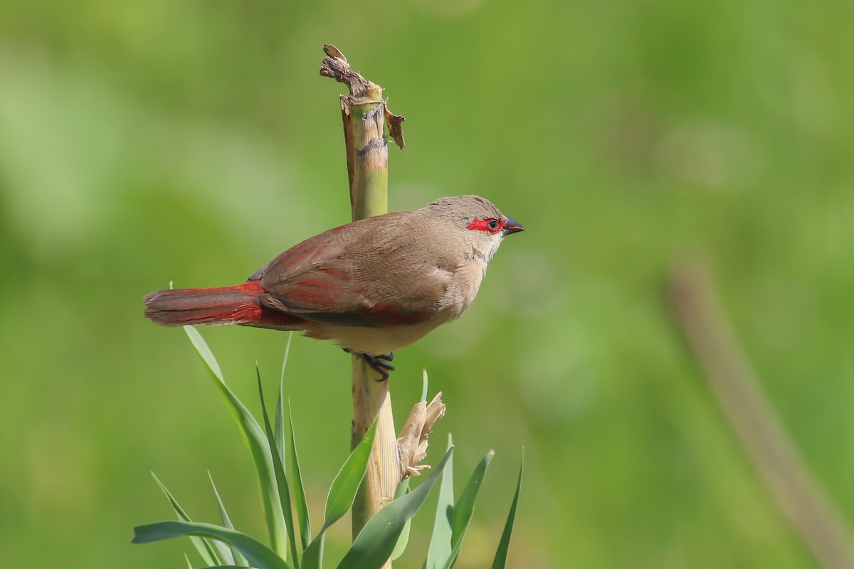 Crimson-rumped Waxbill - ML317747651