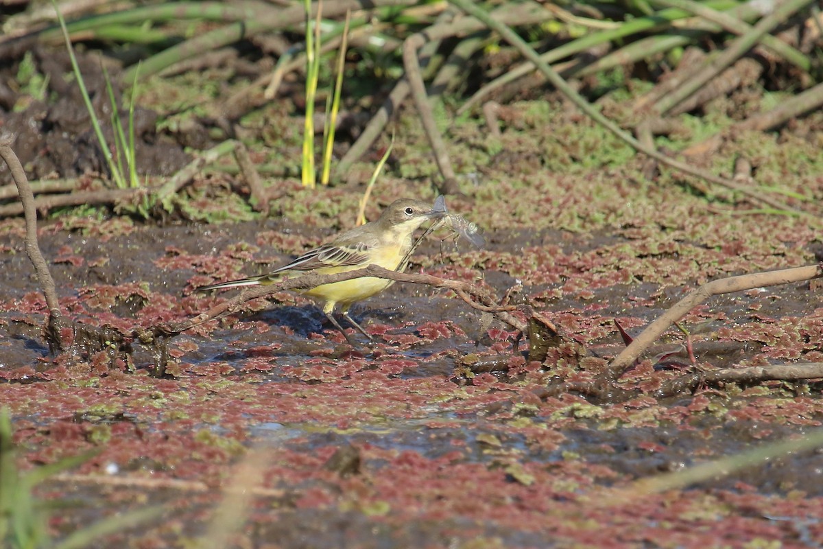 Western Yellow Wagtail - ML317747761