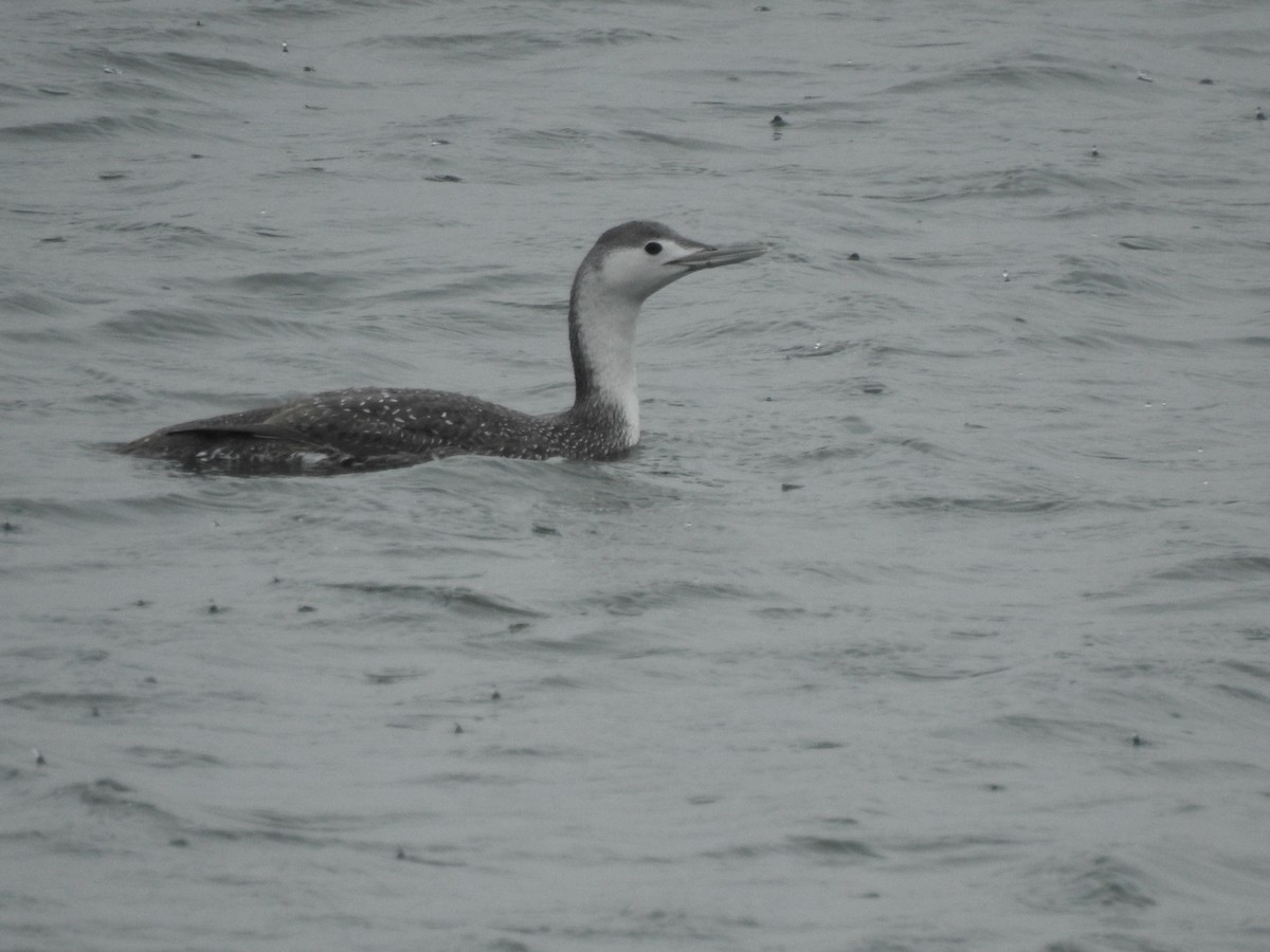 Red-throated Loon - ML317747911