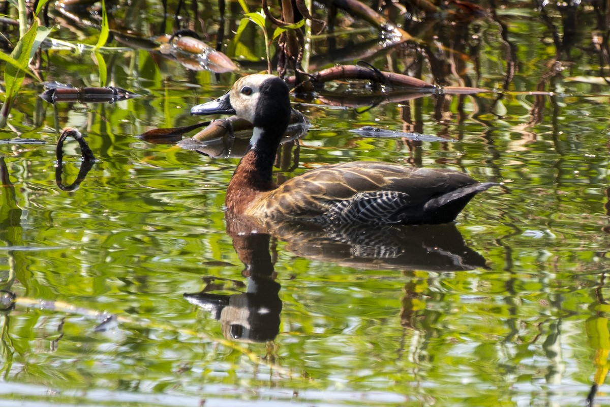 White-faced Whistling-Duck - Luiz Carlos Ramassotti