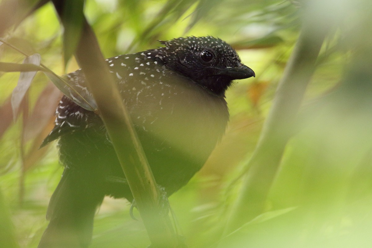 Large-tailed Antshrike - ML317748091