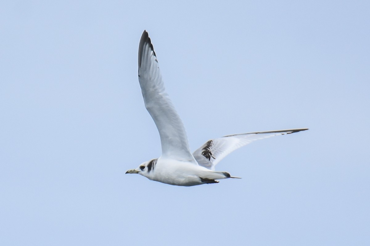 Mouette tridactyle - ML317749531