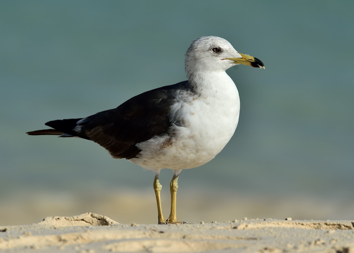 Lesser Black-backed Gull - Michiel Oversteegen