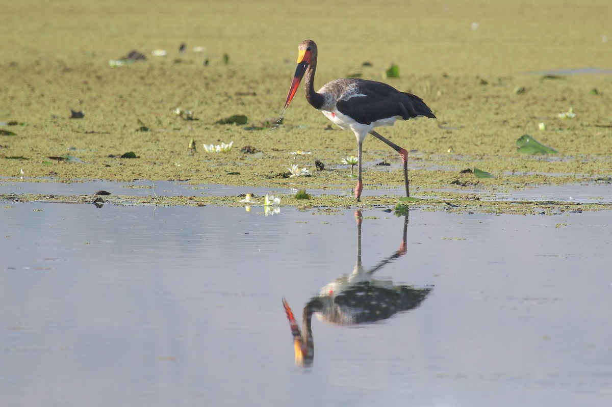 Saddle-billed Stork - ML317751111