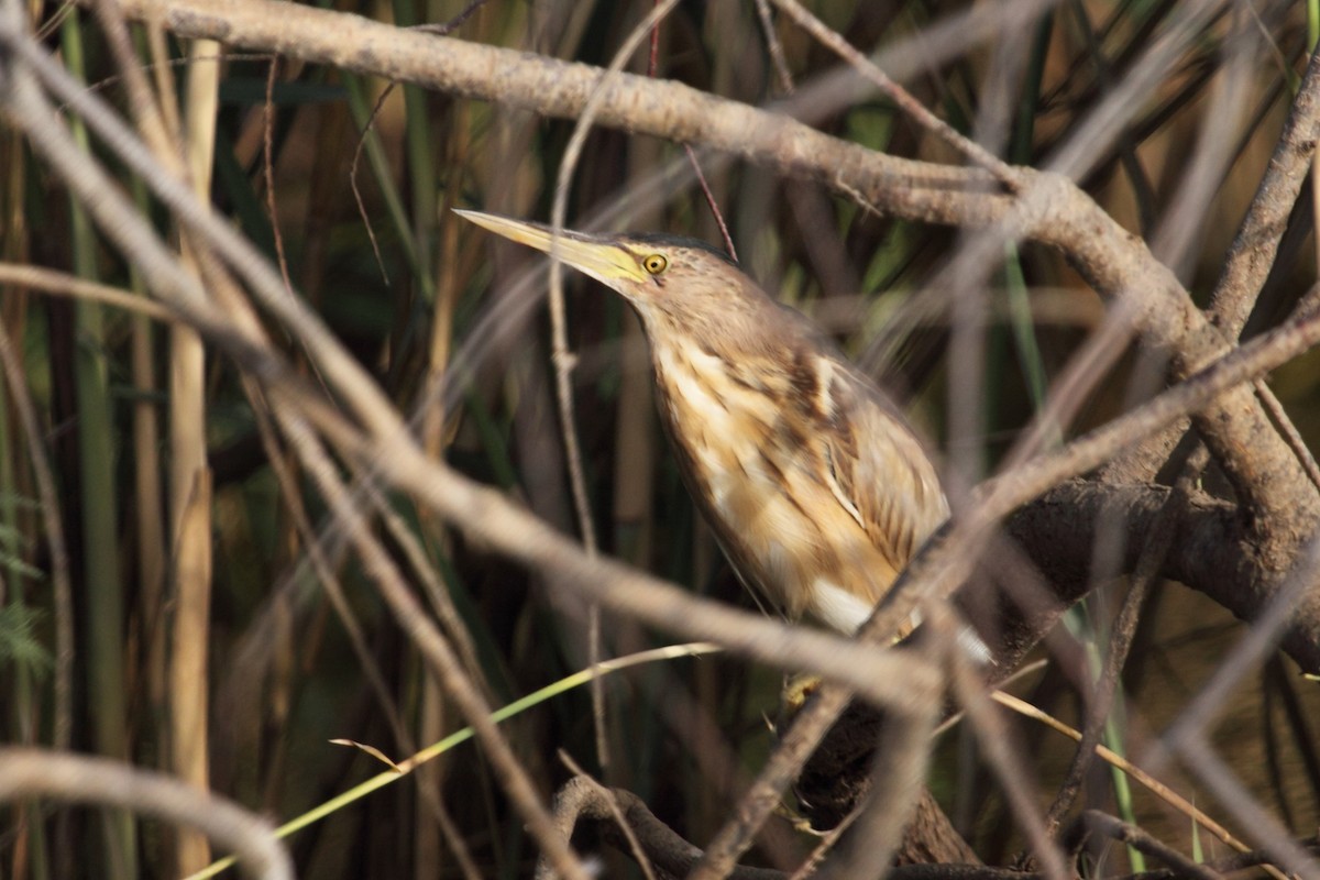 Little Bittern - ML317751691