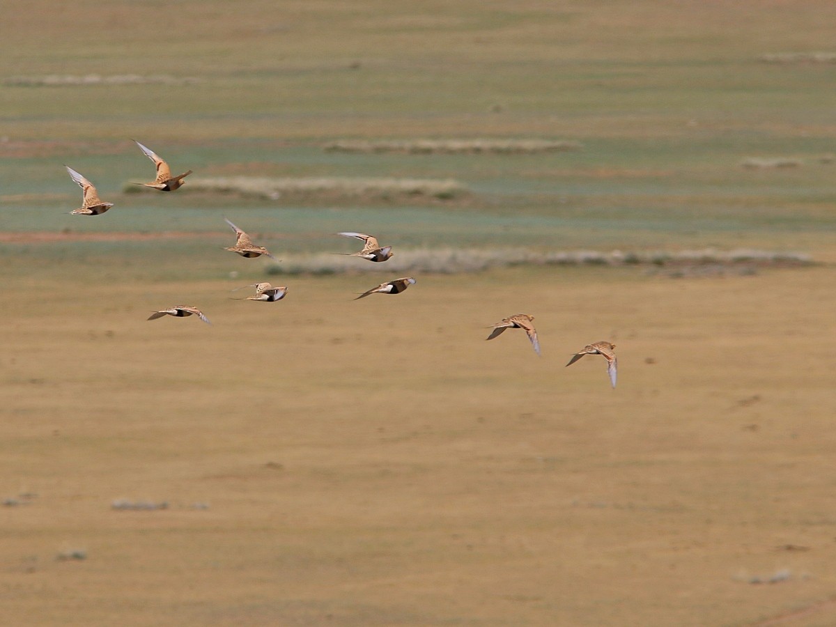 Pallas's Sandgrouse - ML317751971