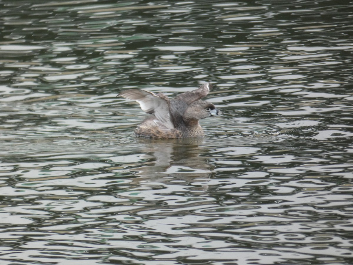 Pied-billed Grebe - ML317752081