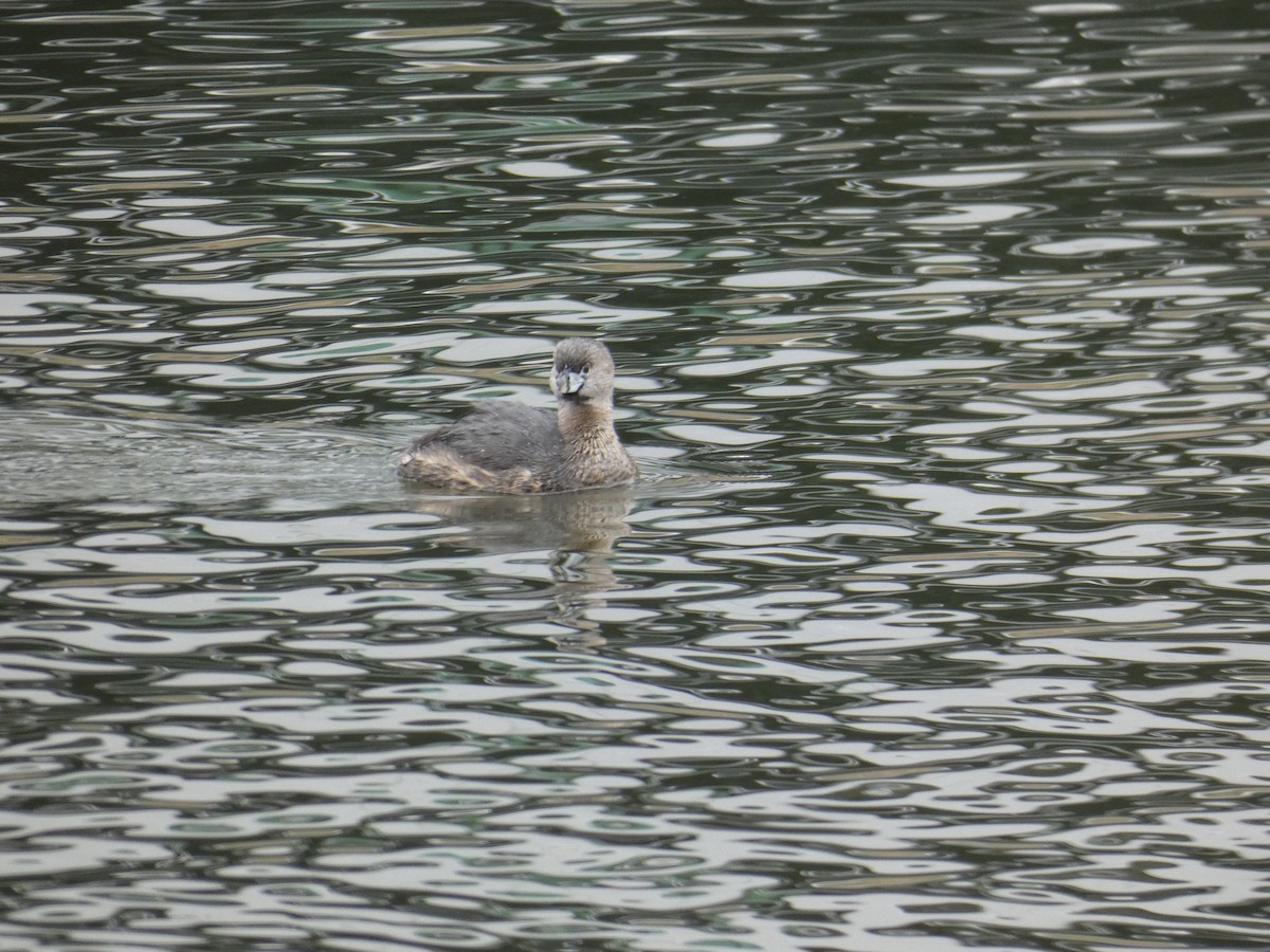 Pied-billed Grebe - ML317752191