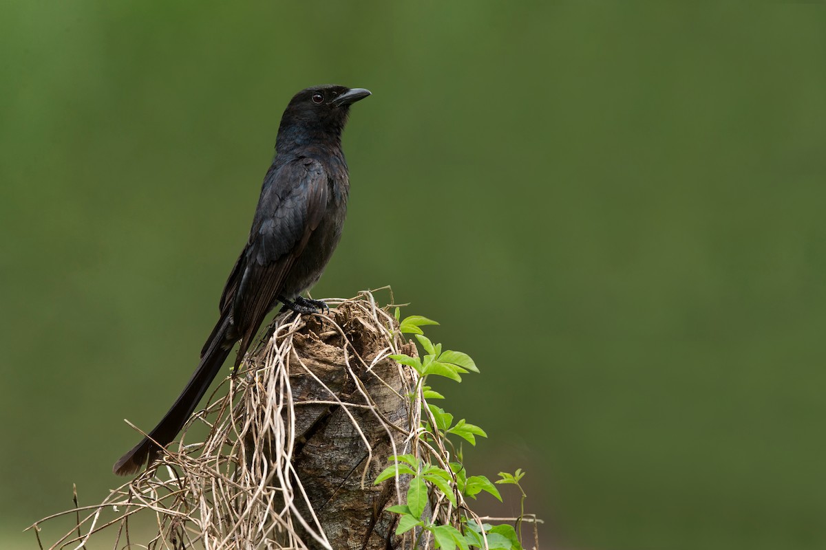 Black Drongo - David Irving