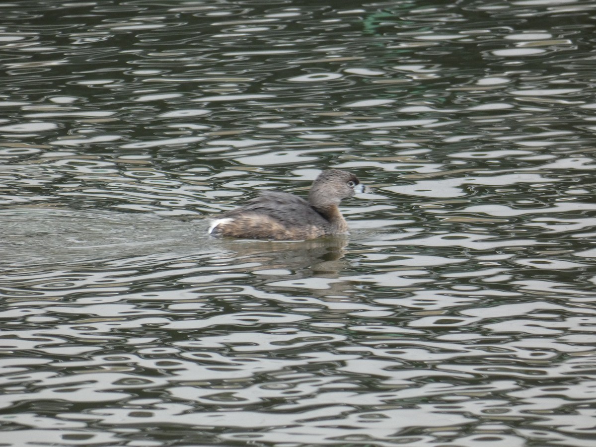 Pied-billed Grebe - ML317752261