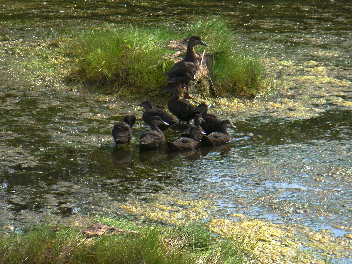 American Black Duck - Jocelyne Pelletier