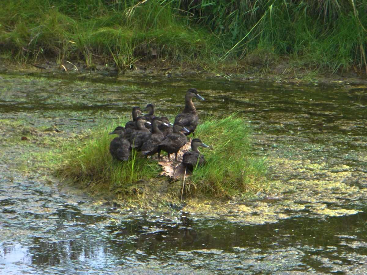 American Black Duck - ML317752541