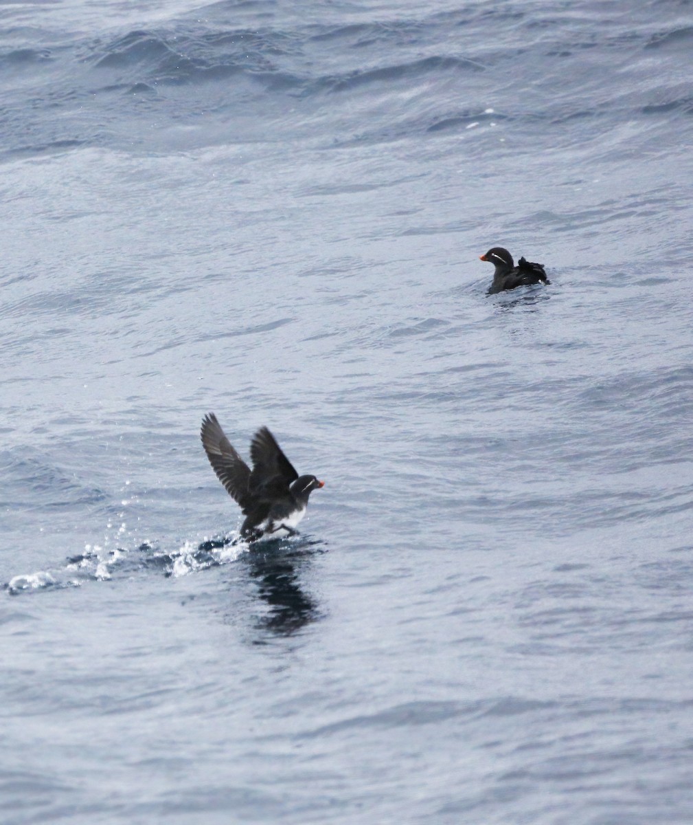 Parakeet Auklet - ML317753111
