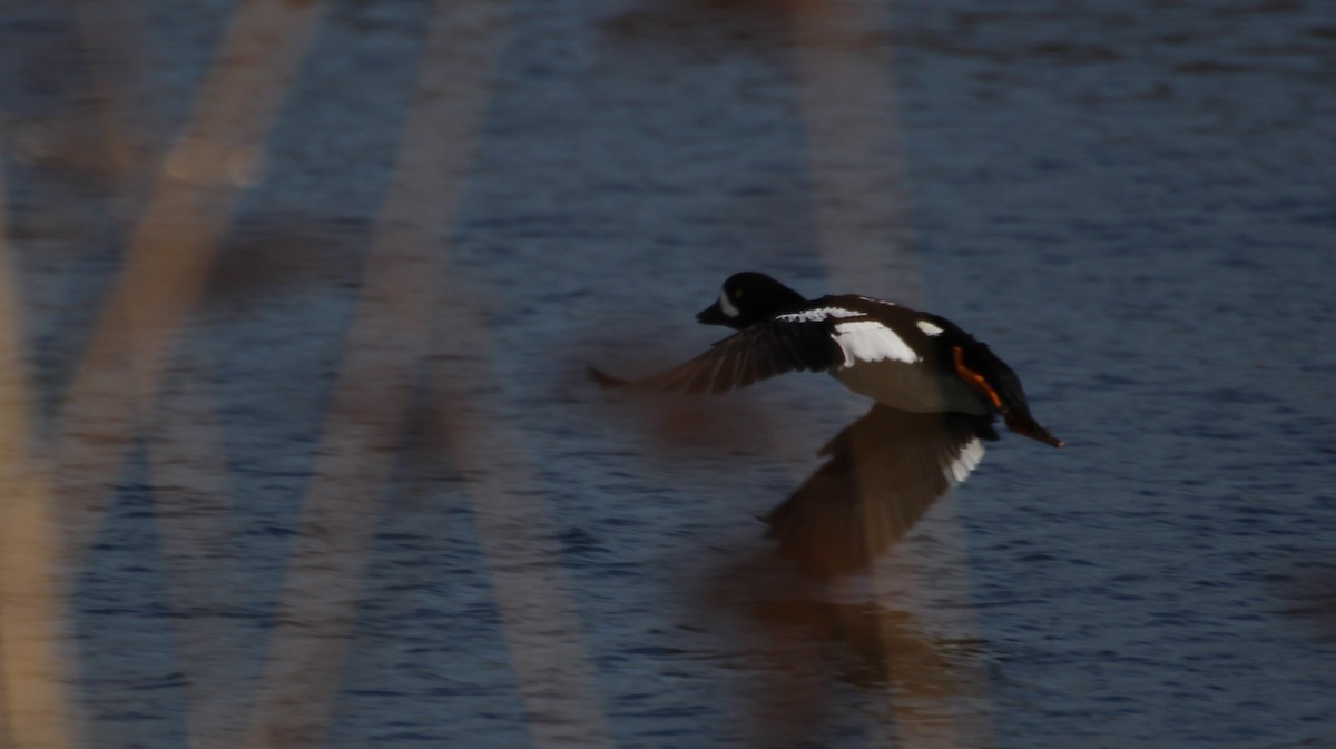Barrow's Goldeneye - ML317753401