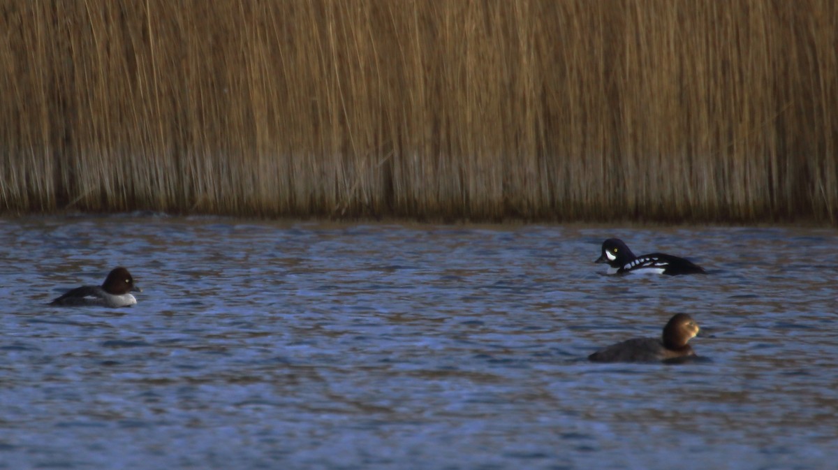 Barrow's Goldeneye - ML317753421