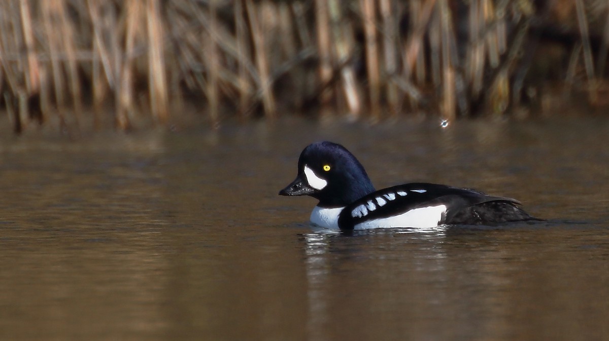 Barrow's Goldeneye - ML317753431