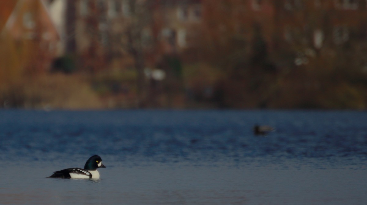 Barrow's Goldeneye - ML317753451