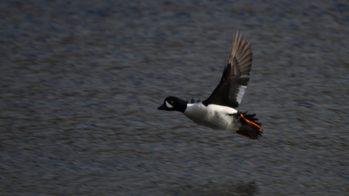 Barrow's Goldeneye - ML317753471