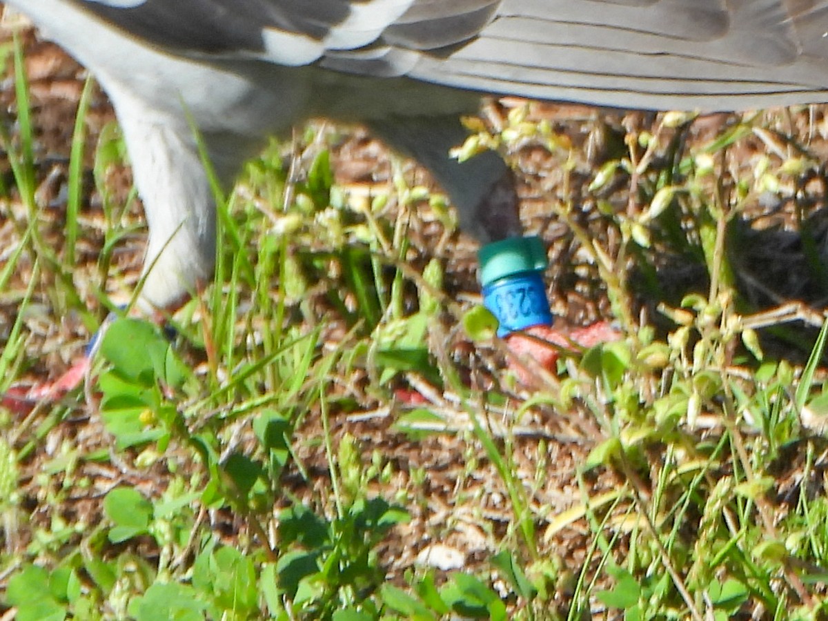 Rock Pigeon (Feral Pigeon) - ML317754041