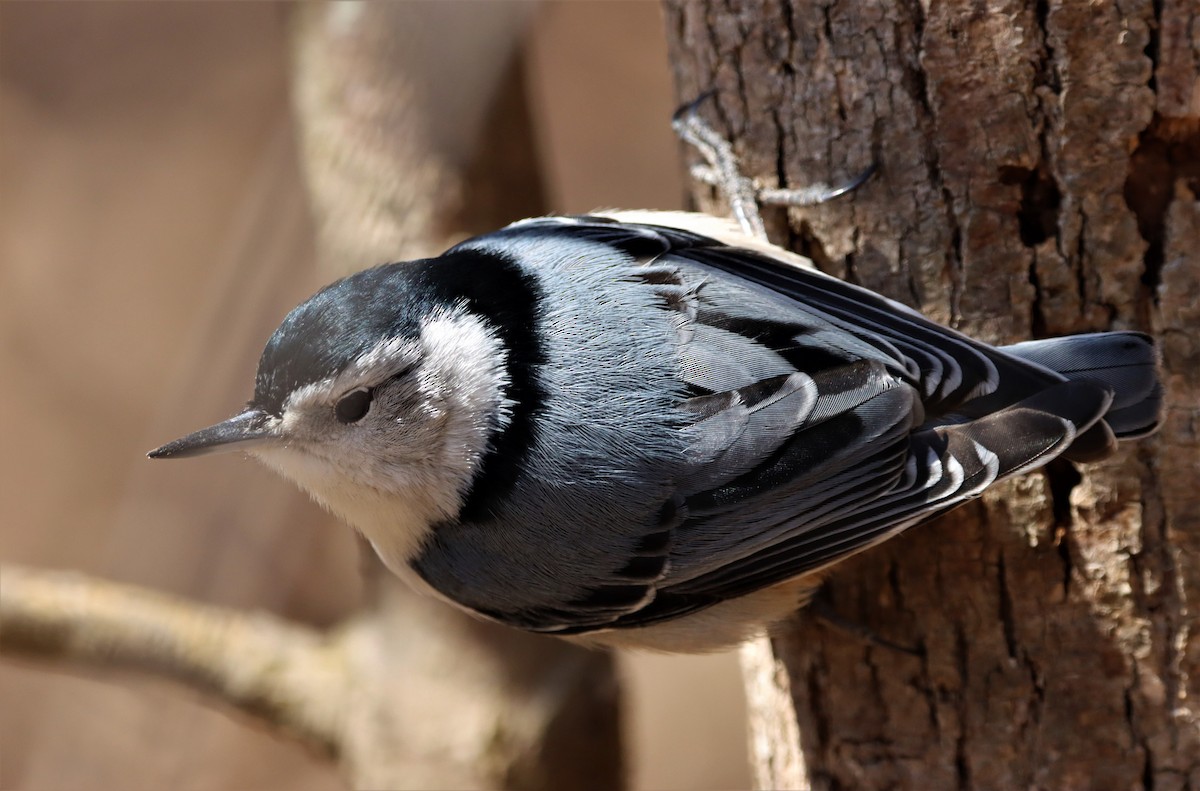 White-breasted Nuthatch - ML317754571