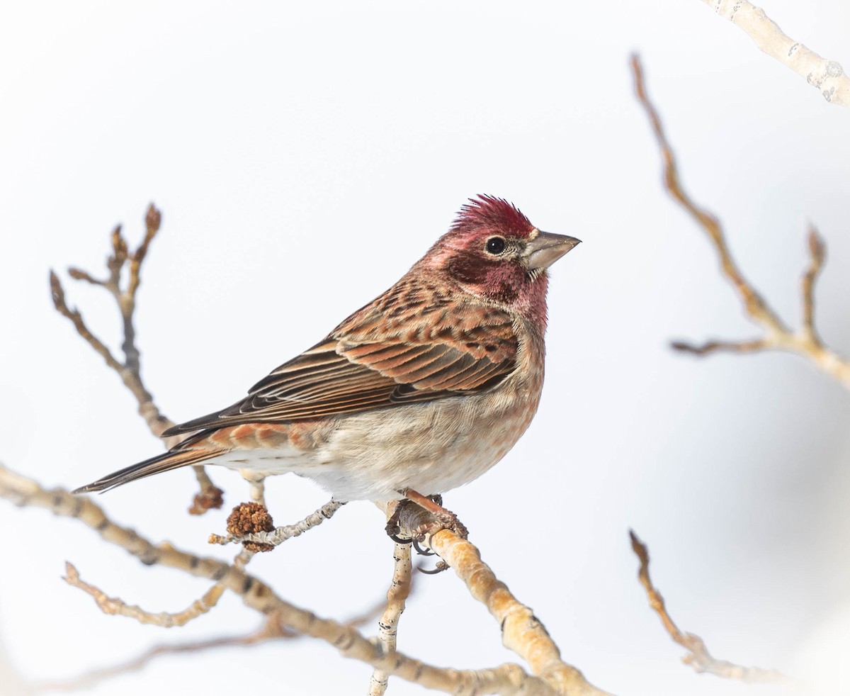Cassin's Finch - ML317755181