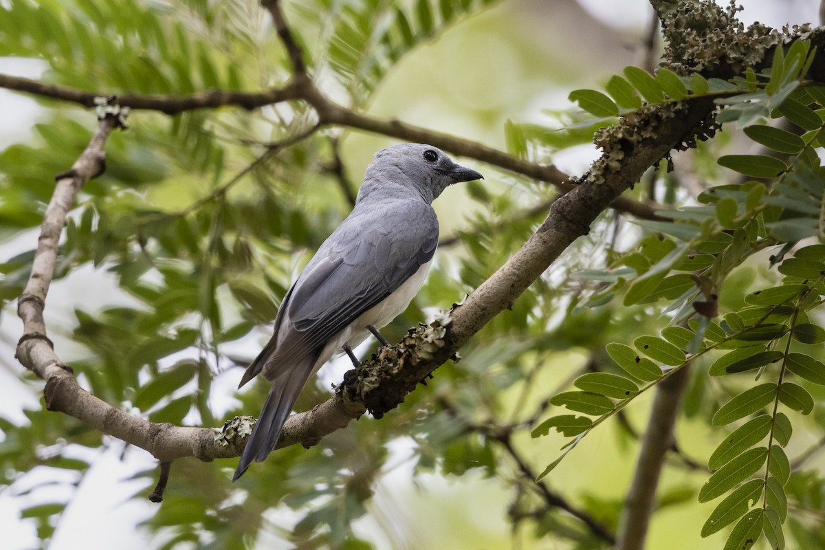 White-breasted Cuckooshrike - ML317756221