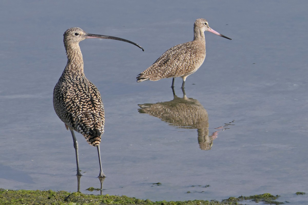 Long-billed Curlew - Robert Hamilton