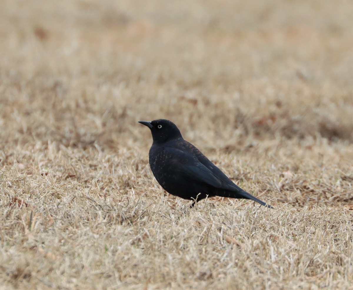Rusty Blackbird - ML317757331