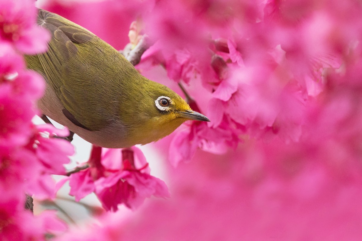 Swinhoe's White-eye - David Irving