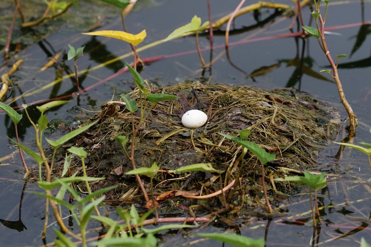 Little Grebe - Irene  Dy