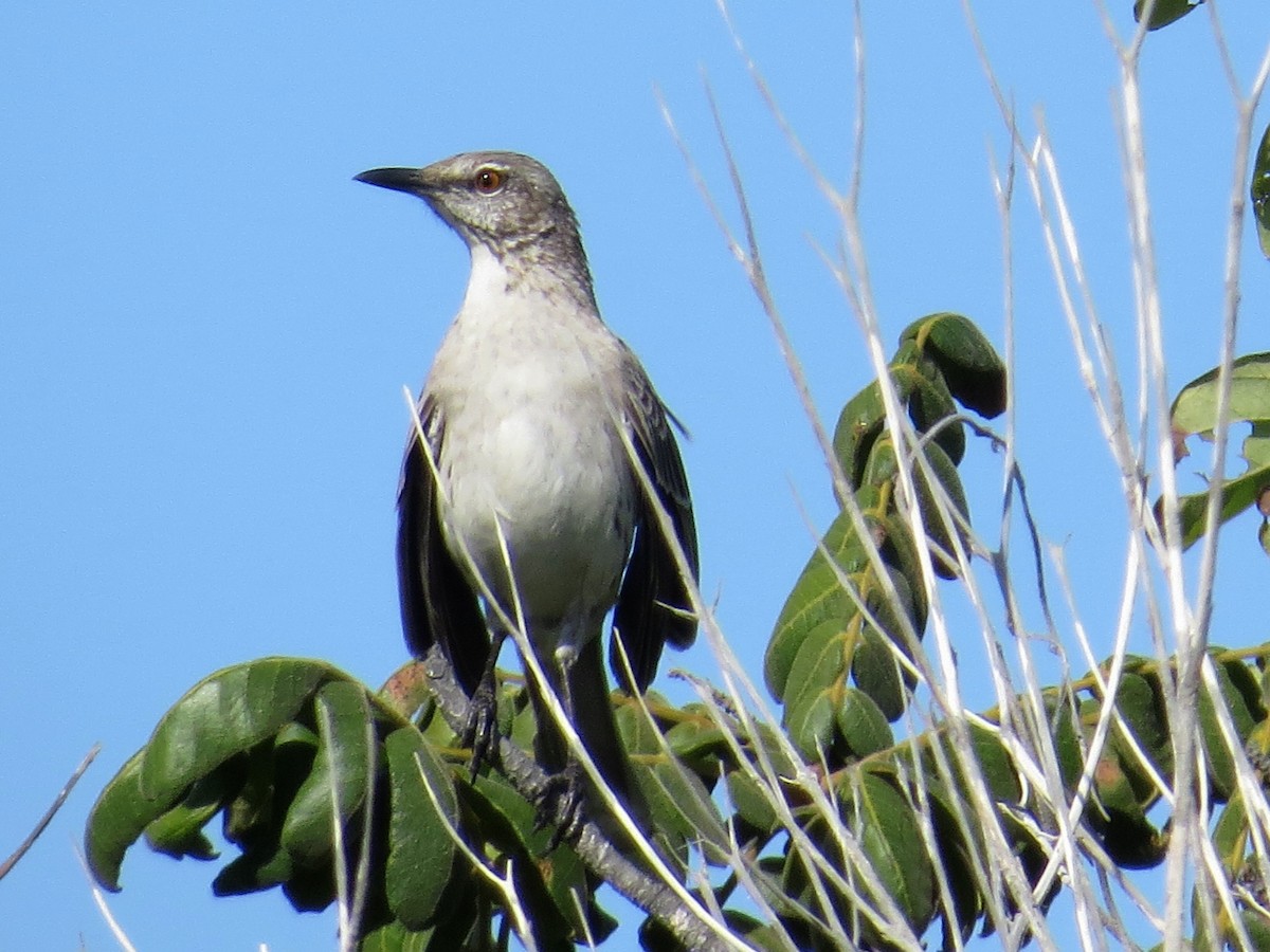Bahama Mockingbird - ML317759841