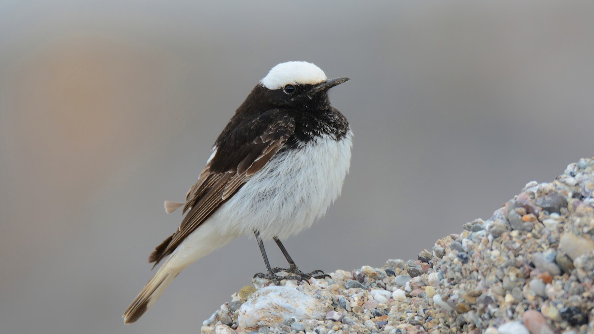 Hooded Wheatear - ML317761601