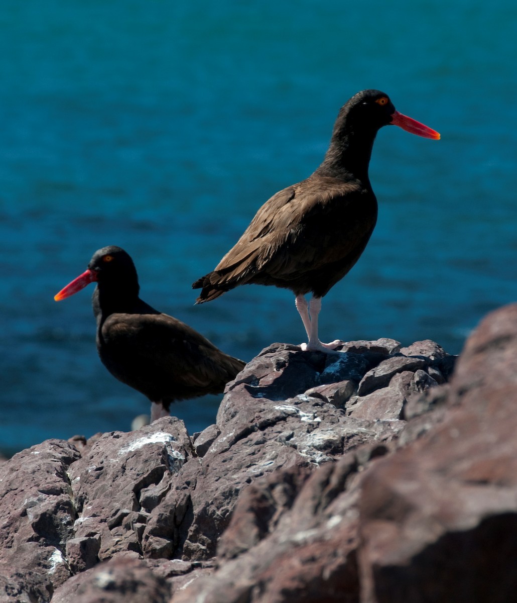 Blackish Oystercatcher - Rich Wilkens