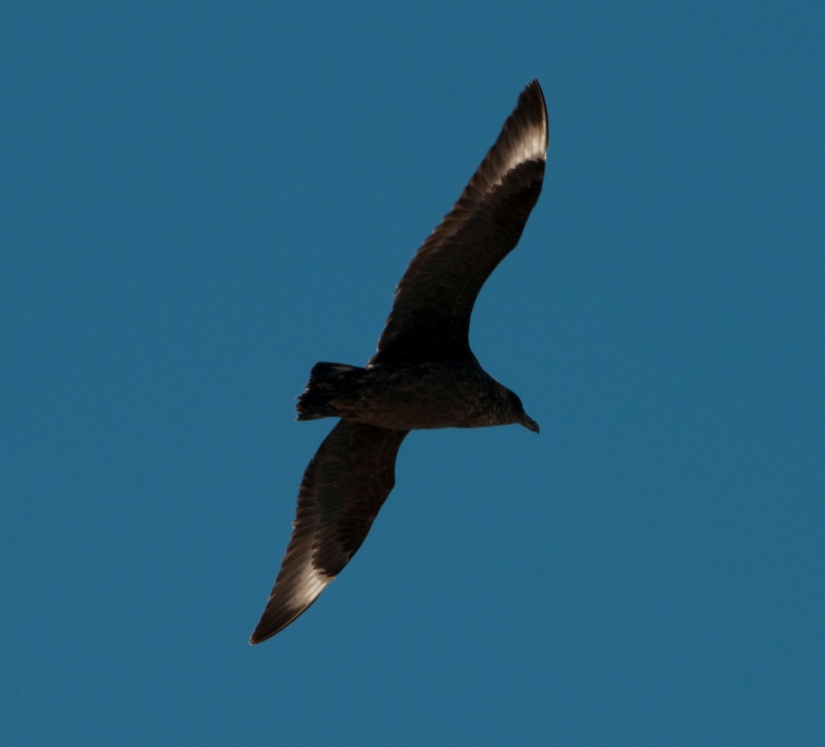 Chilean Skua - ML317761921