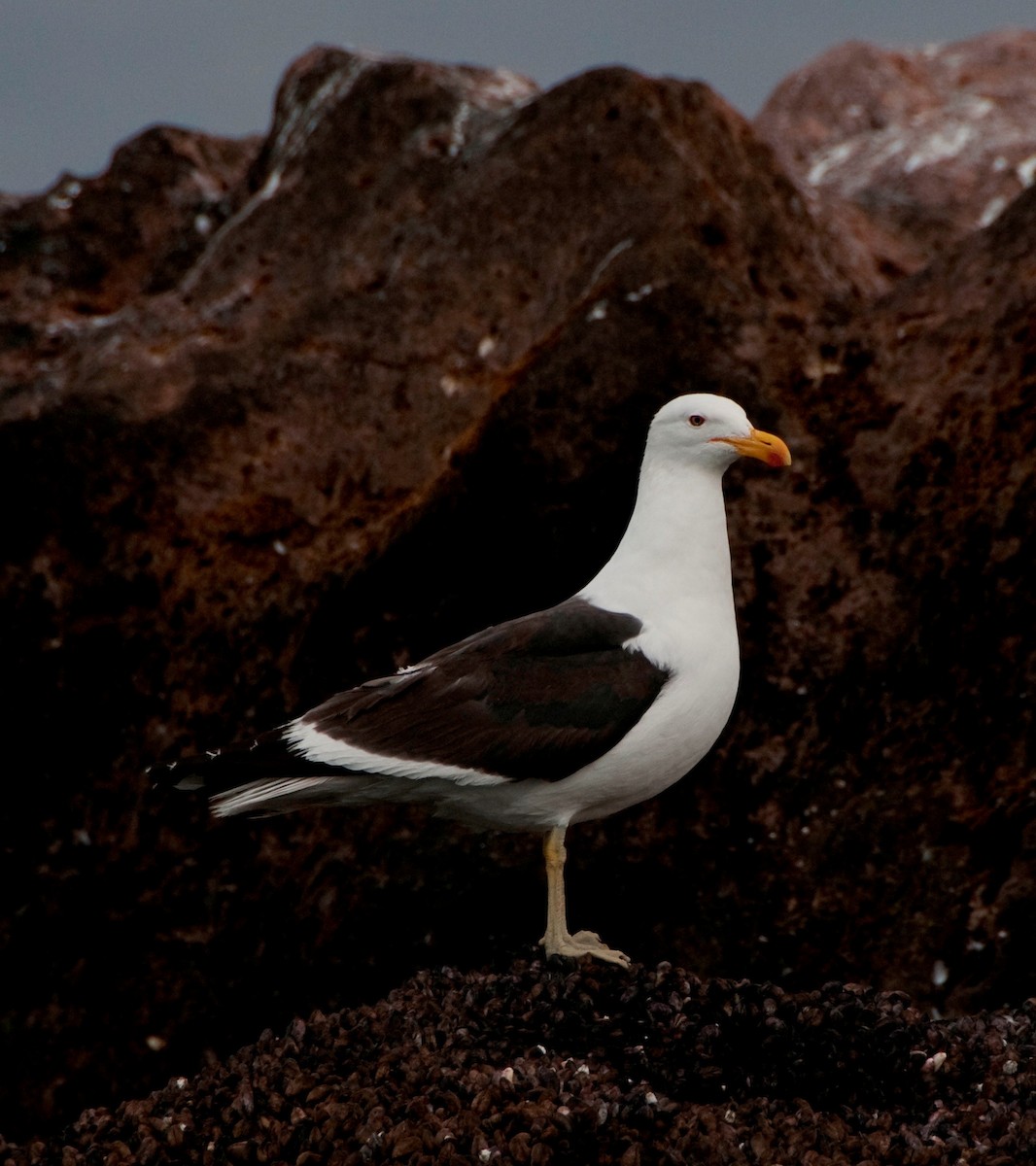 Kelp Gull - ML317762251