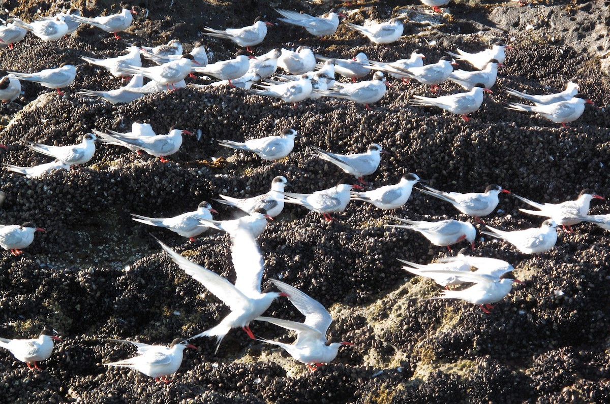 South American Tern - ML317762321