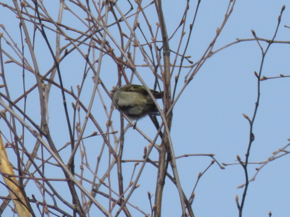 Golden-crowned Kinglet - ML317763071