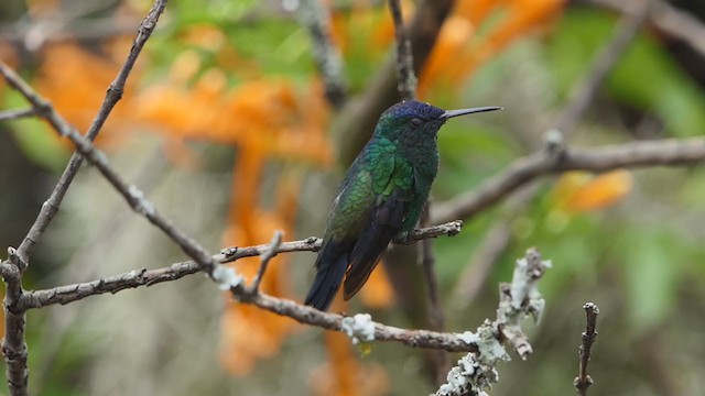 Indigo-capped Hummingbird - ML317764621