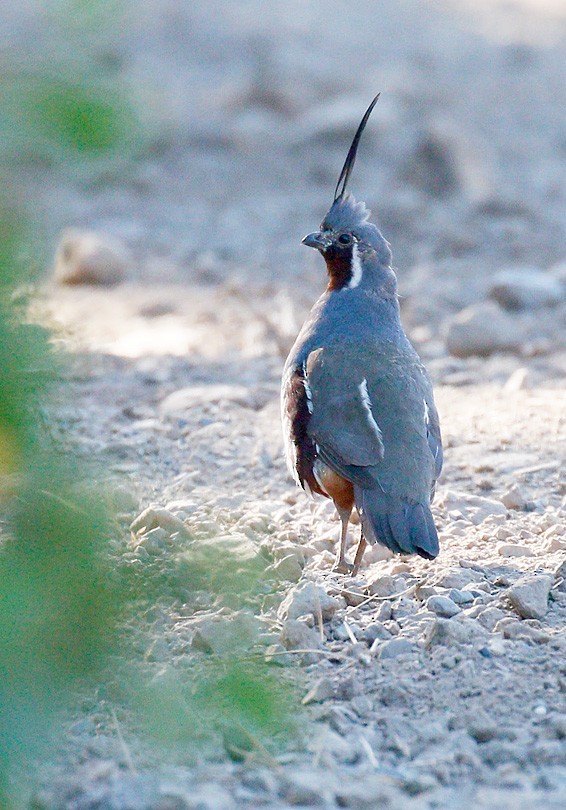 Mountain Quail - ML317765071