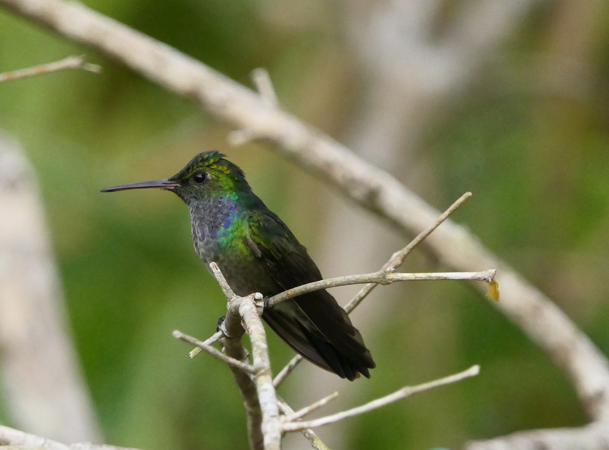 Blue-chested Hummingbird - ML317765891