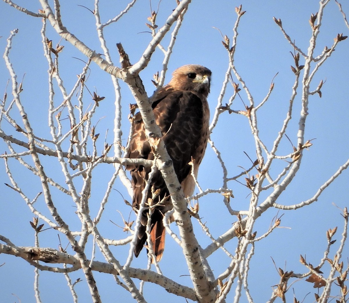 Red-tailed Hawk - ML317766431