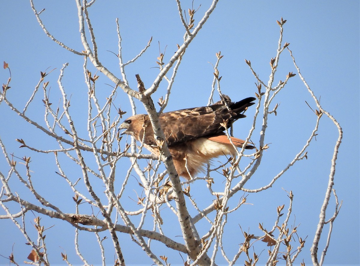 Red-tailed Hawk - ML317766461