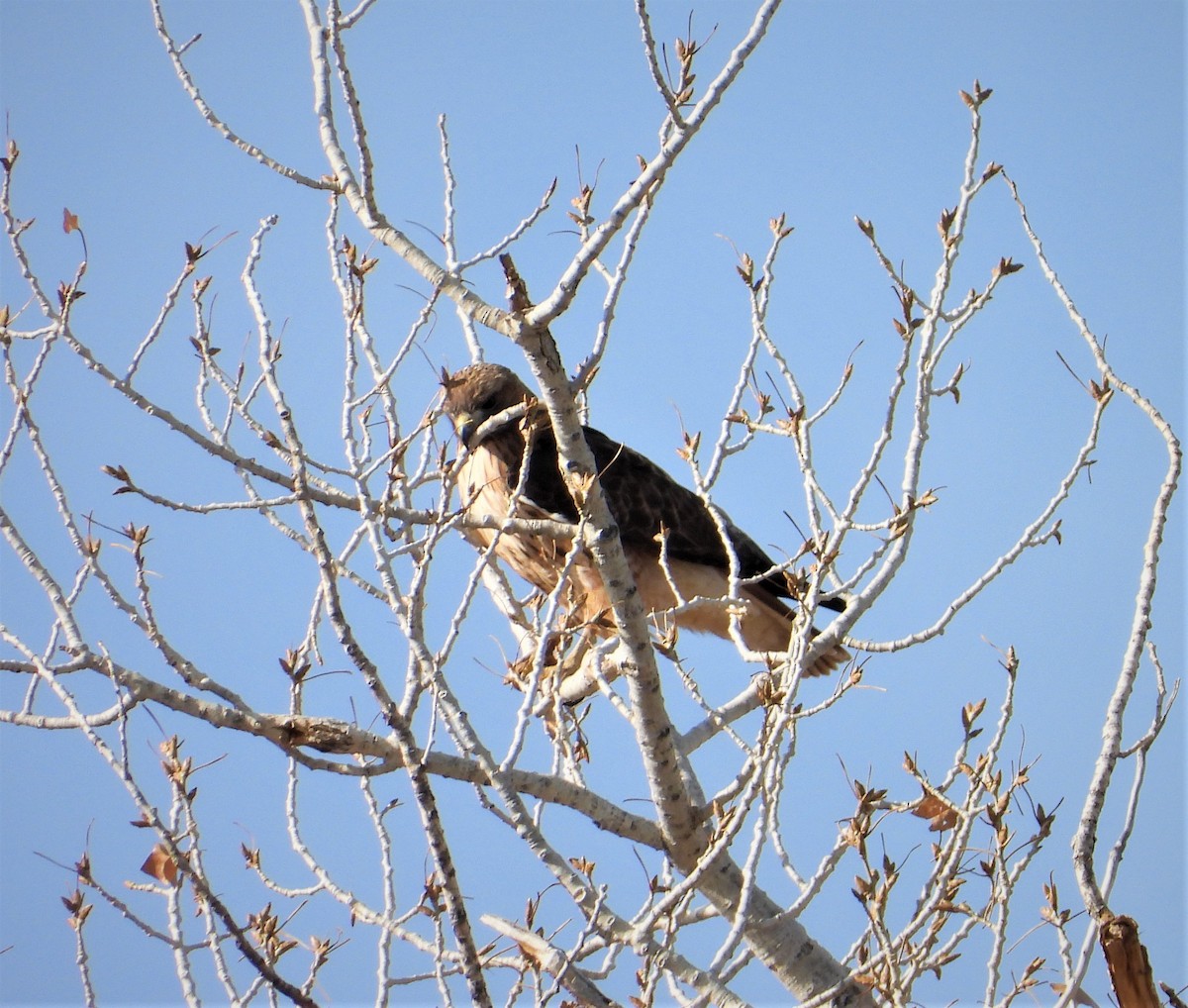 Red-tailed Hawk - ML317766471