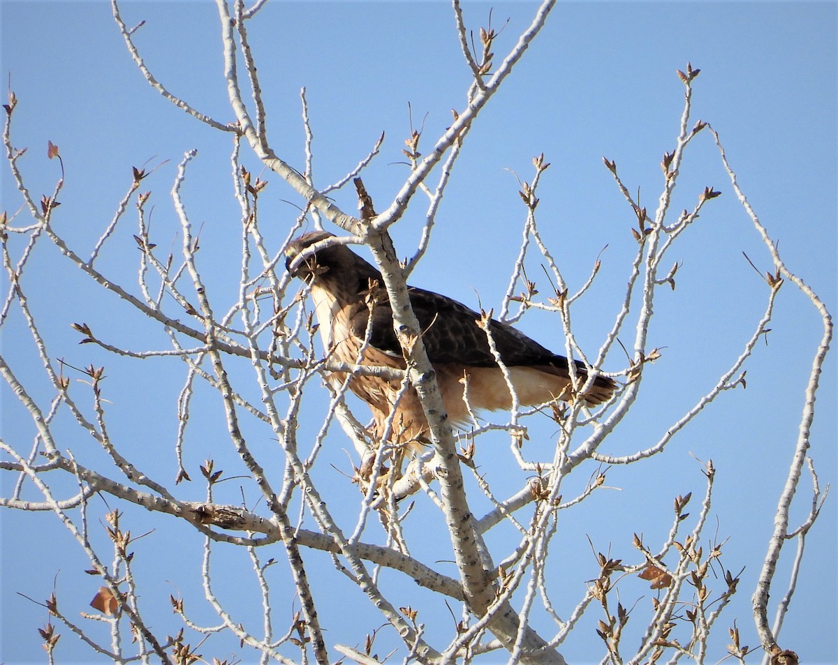 Red-tailed Hawk - ML317766481