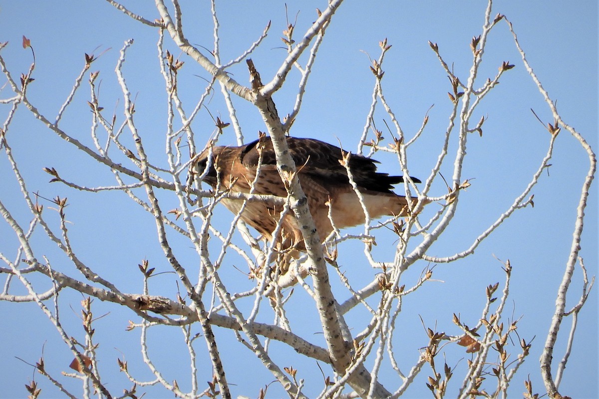 Red-tailed Hawk - ML317766501