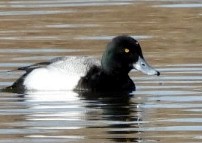 Greater Scaup - ML317766981